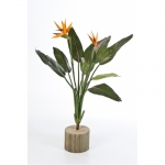 Strelitzia - Paradijsvogelbloem 100cm